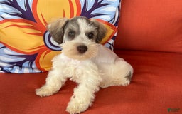 Miniature Schnauzer dogs for sale: Paisley Male 2 - Image 3
