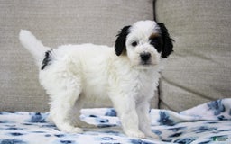 Mini Bernedoodle dogs for sale: Lennon - Image 26