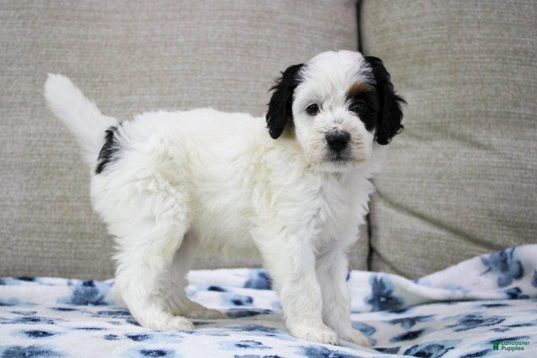 Mini Bernedoodle dogs for sale: Lennon - Image 26