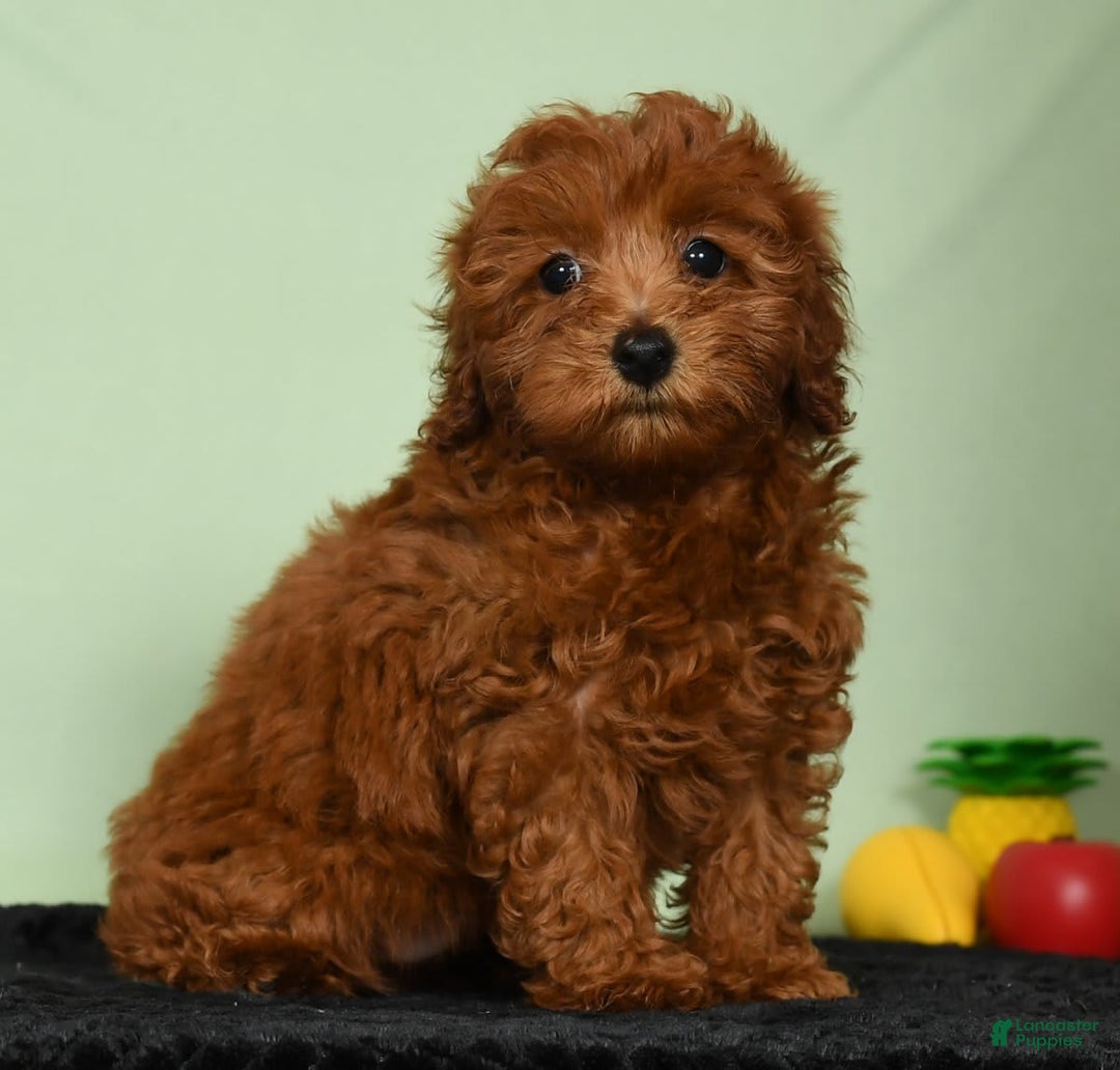 Miniature Poodle dogs for sale: Monty - Image 7