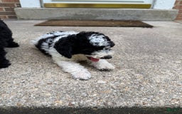 Miniature Poodle dogs for sale: Andy - Image 2