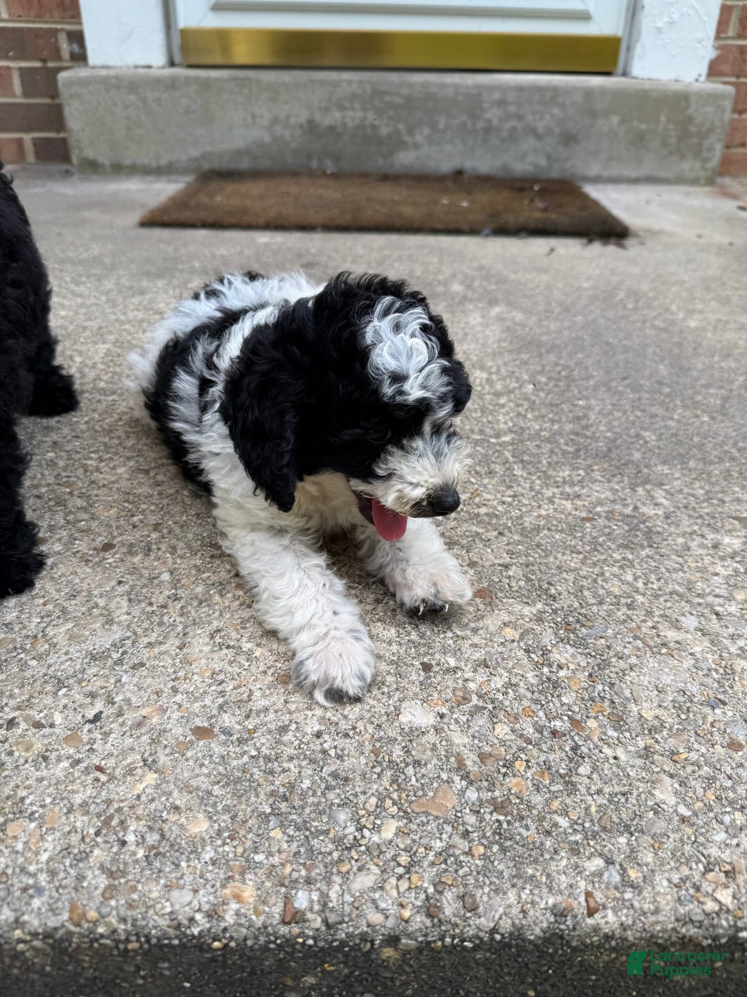 Miniature Poodle dogs for sale: Andy - Image 2