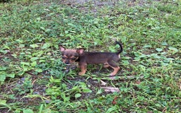 Chihuahua dogs for sale: Reggie - Image 14