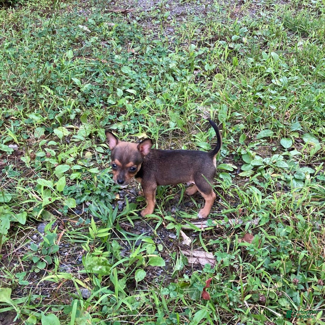 Chihuahua dogs for sale: Reggie - Image 14