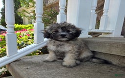 Shihpoo dogs for sale: Muffin - Image 3