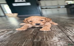 Mini Goldendoodle dogs for sale: Laney - Image 2