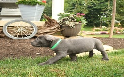 Cane Corso dogs for sale: Olivia - Image 3