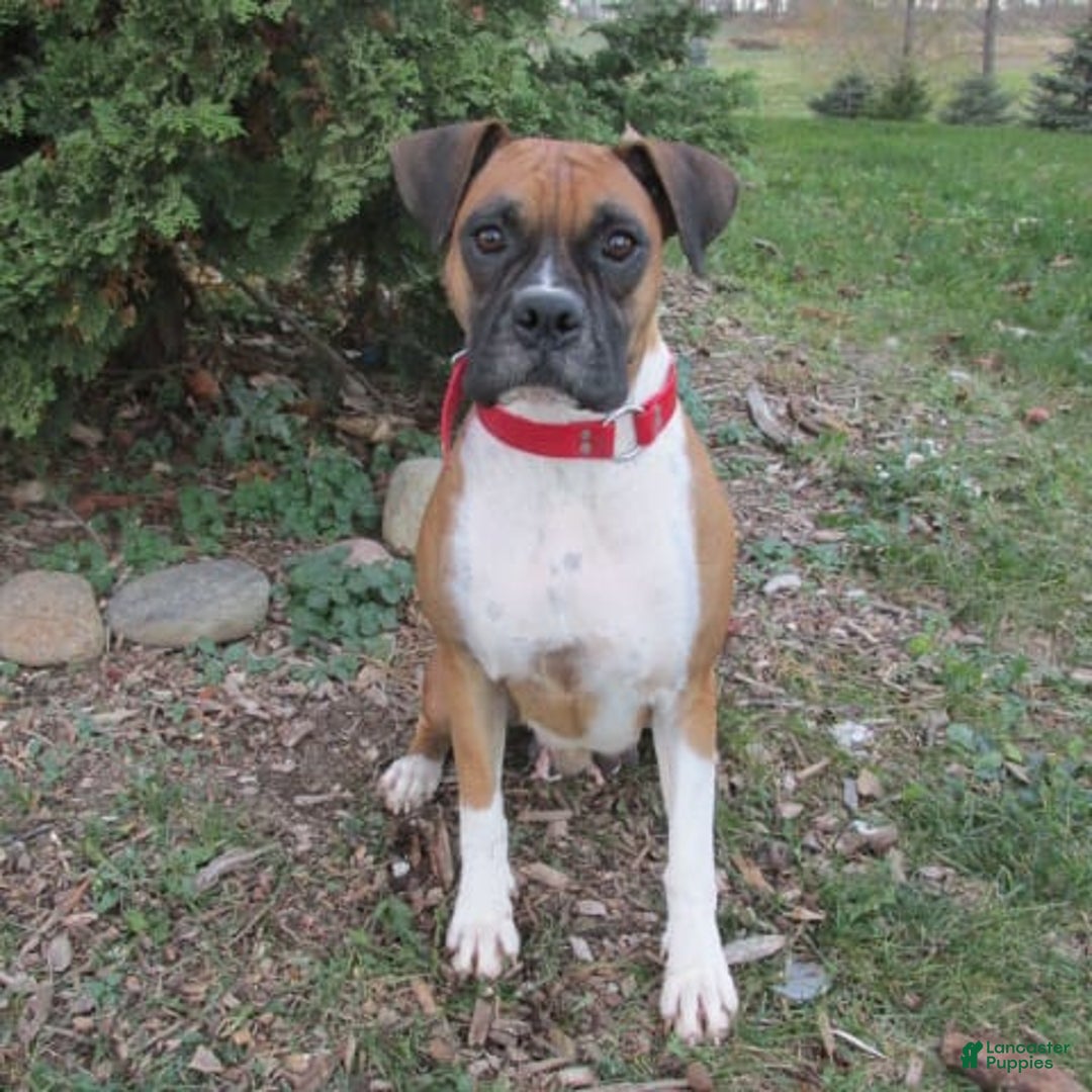 Boxer dogs for sale: Ranger - Image 4