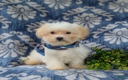 Maltese dogs for sale: Graham - Image 11