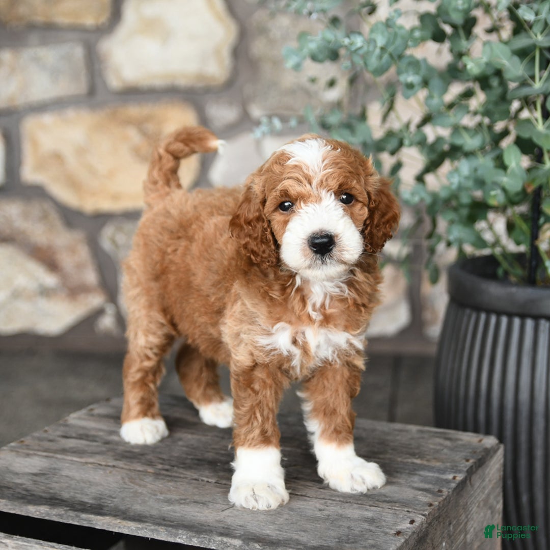 Mini Goldendoodle dogs for sale: Baxter - Image 1
