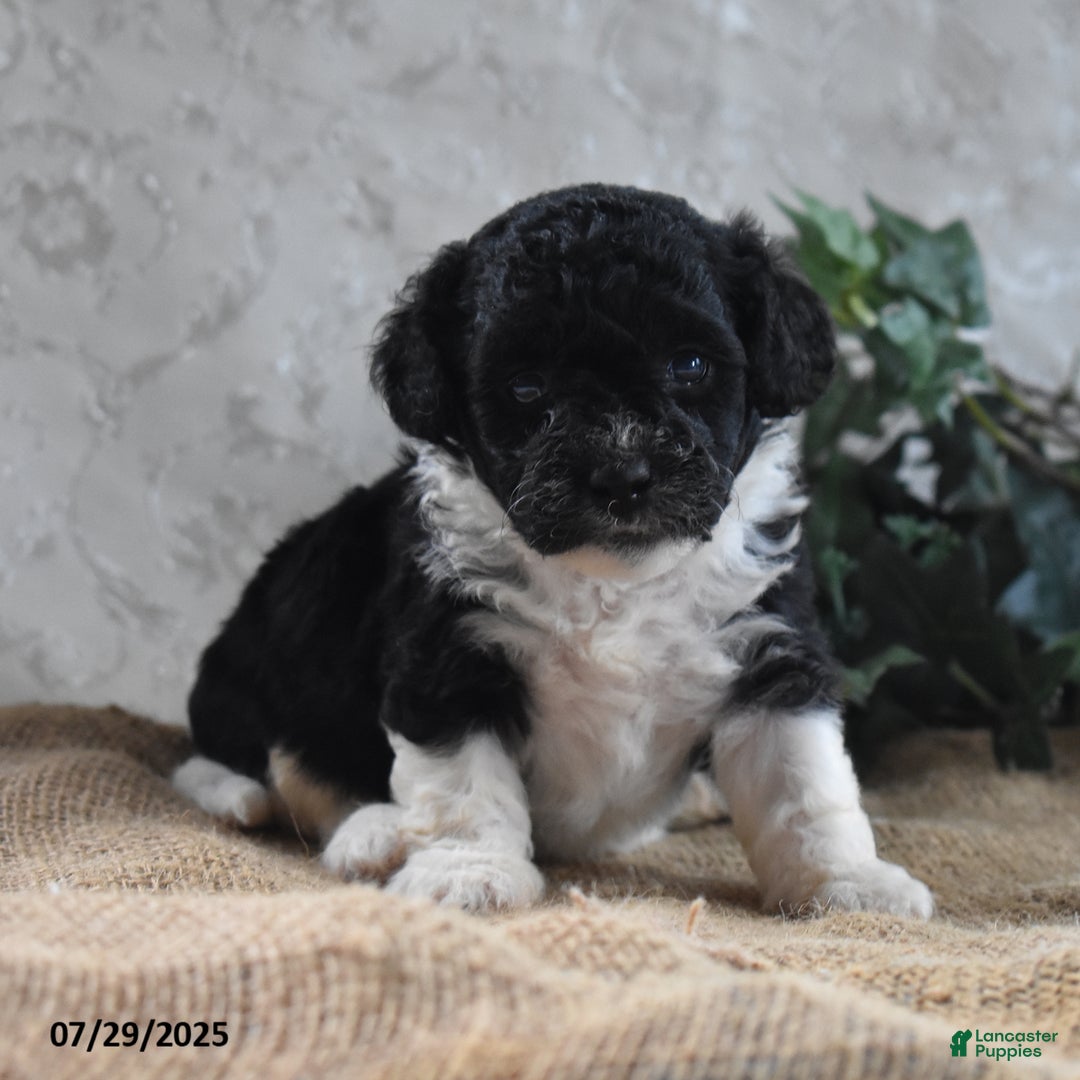 Cavapoo dogs for sale: Alisha - Image 3