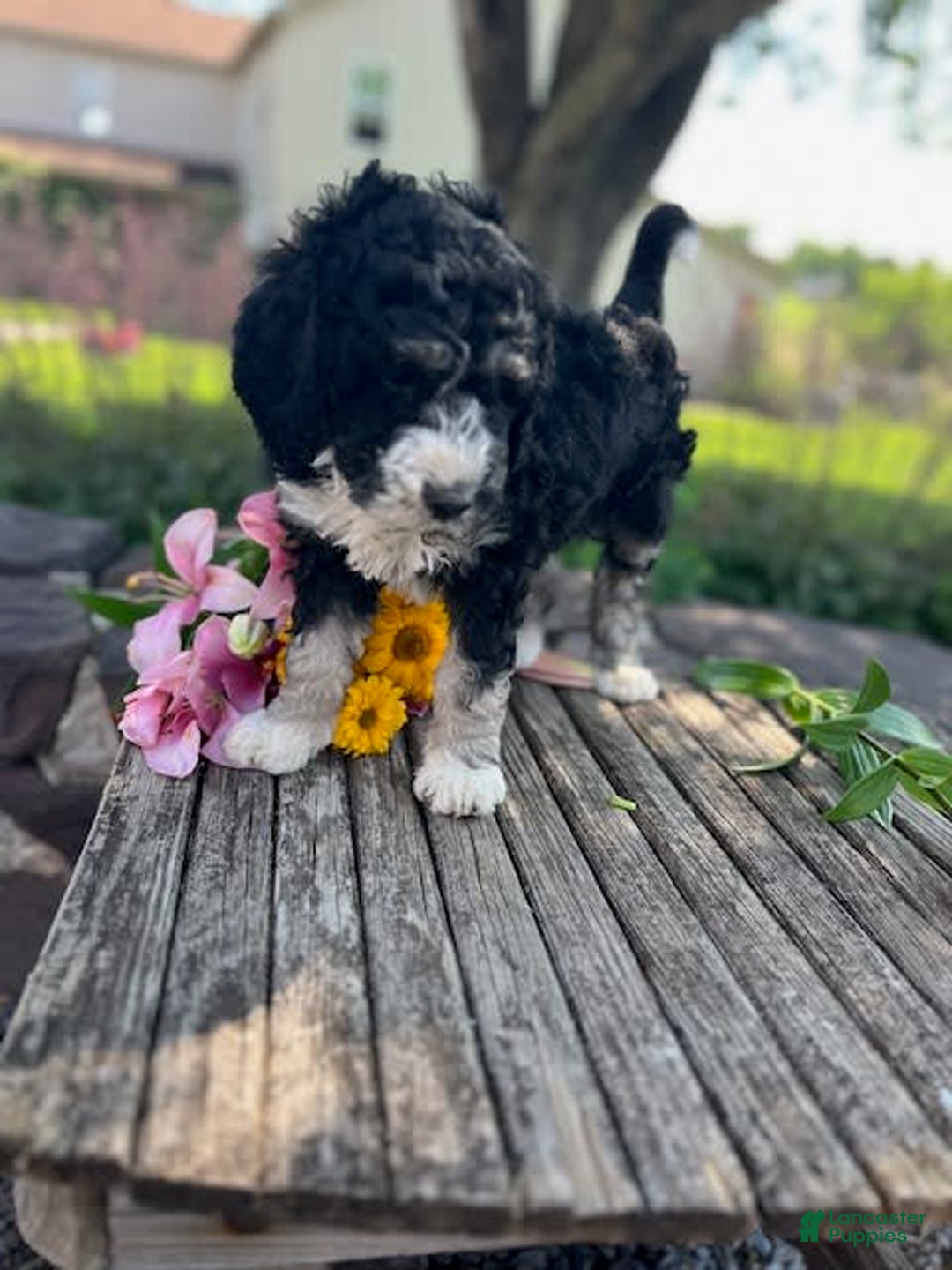 Bernedoodle dogs for sale: Pearl - Image 4