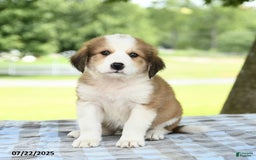 Great Pyrenees dogs for sale: Lilac - Image 1