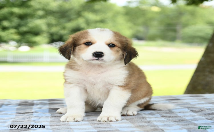 Great Pyrenees dogs for sale - Ad 5