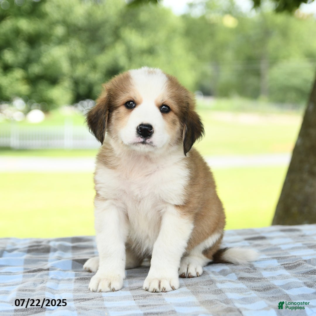 Great Pyrenees dogs for sale: Lilac - Image 1