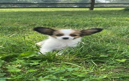 Papillon dogs for sale: Rissa - Image 3