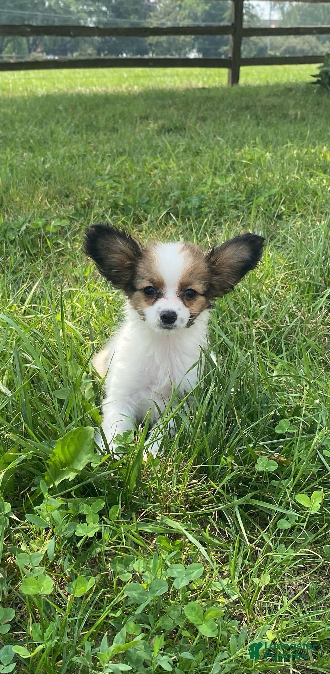 Papillon dogs for sale: Rissa - Image 3