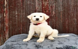 Great Pyrenees dogs for sale: Loki - Image 1