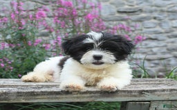 Malshi dogs for sale: Moose Tracks - Image 2