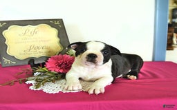 Boston Terrier dogs for sale: Happy - Image 1