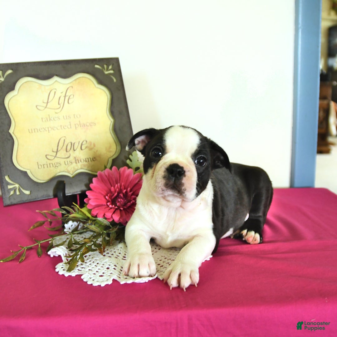 Boston Terrier dogs for sale: Happy - Image 1