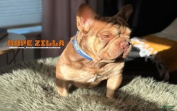 French Bulldog dogs for sale: Chance - Image 18