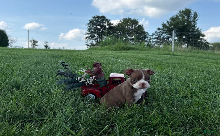 Boston Terrier dogs for sale - Ad 5