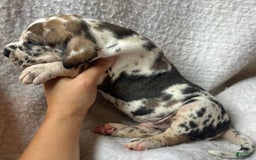 Great Dane dogs for sale: Mtn Dew - Image 3