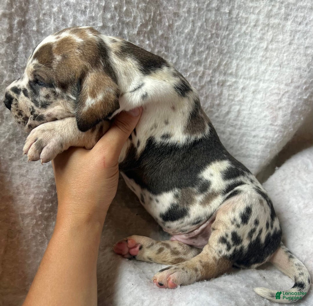 Great Dane dogs for sale: Mtn Dew - Image 3