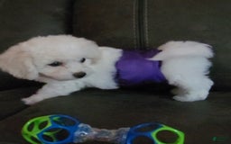 Cavachon dogs for sale: Kevin - Image 4