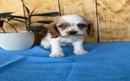 Cocker Spaniel dogs for sale: Twila - Image 5