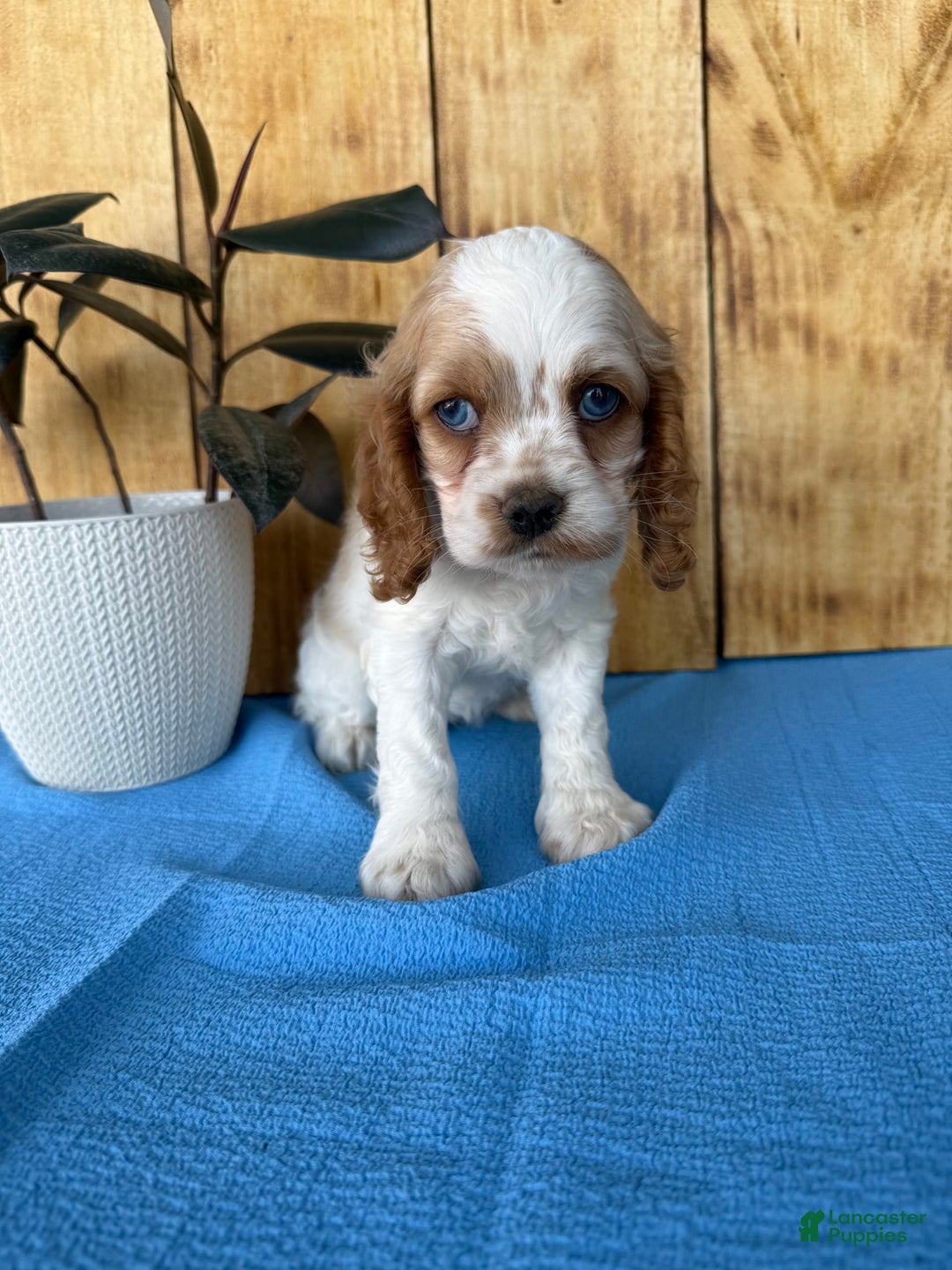 Cocker Spaniel dogs for sale: Twila - Image 5