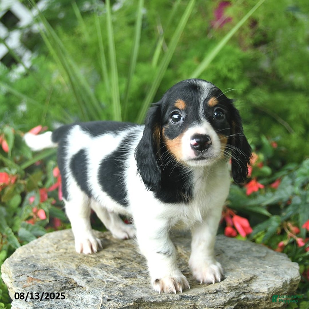 Dachshund dogs for sale: Biscut - Image 2