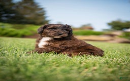 Goldendoodle dogs for sale: Shooter - Image 2