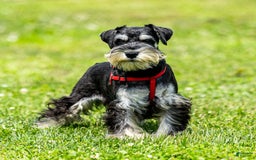 Miniature Schnauzer dogs for sale: Hugo - Image 2