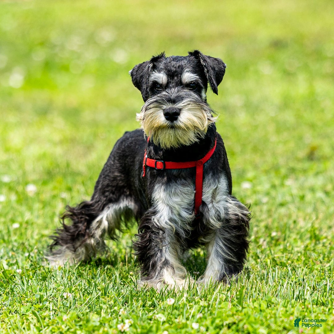 Miniature Schnauzer dogs for sale: Hugo - Image 2