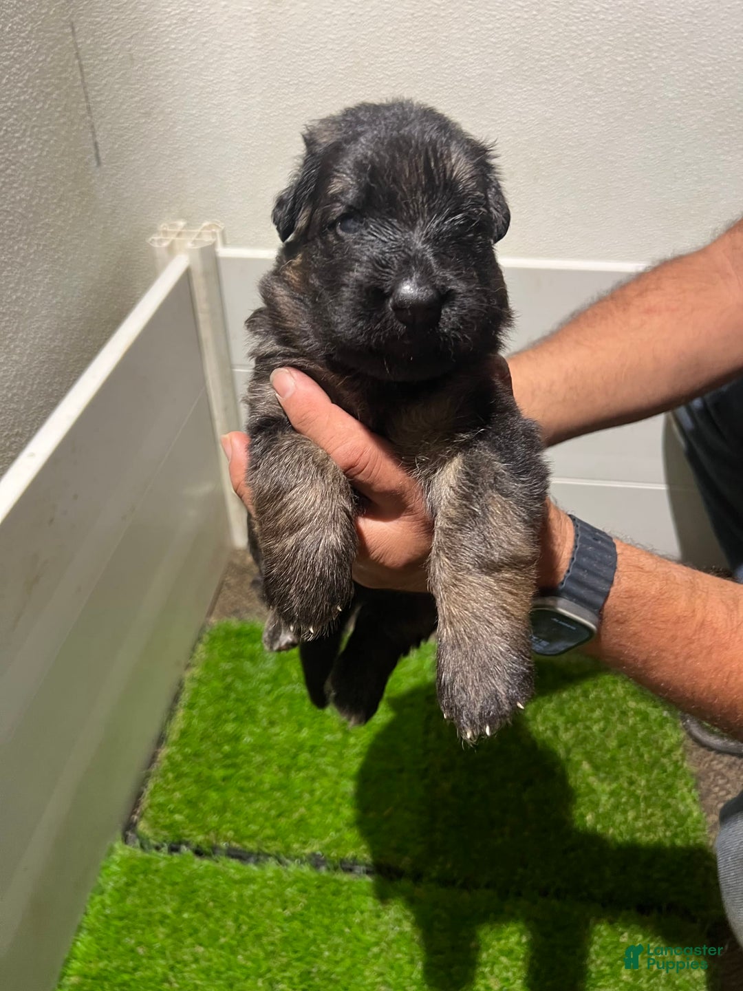 German Shepherd dogs for sale: Princess - Image 2