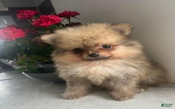 Pomeranian dogs for sale: Alice - Image 2