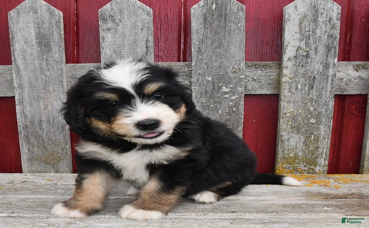 Bernedoodle dogs for sale - Ad 2