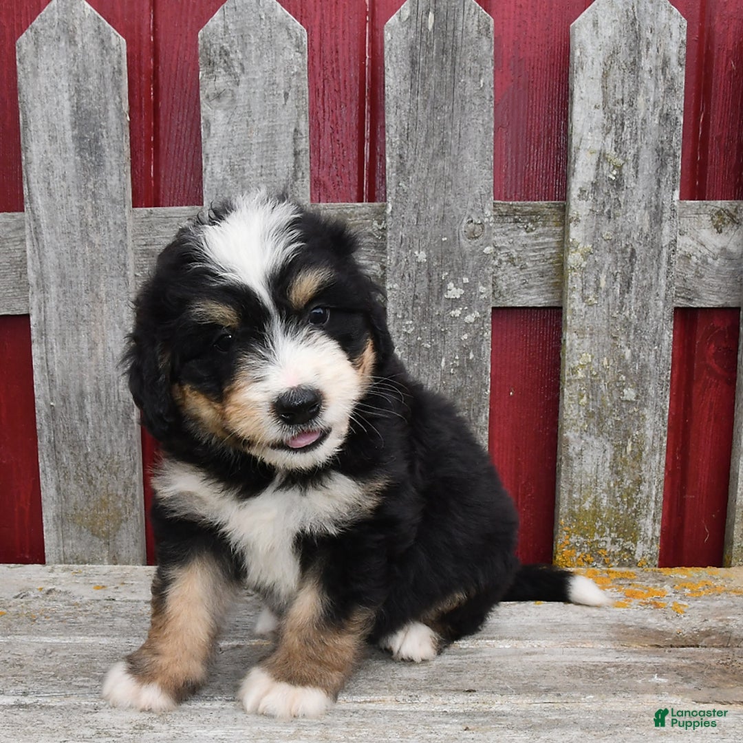 Bernedoodle dogs for sale: Max - Image 1