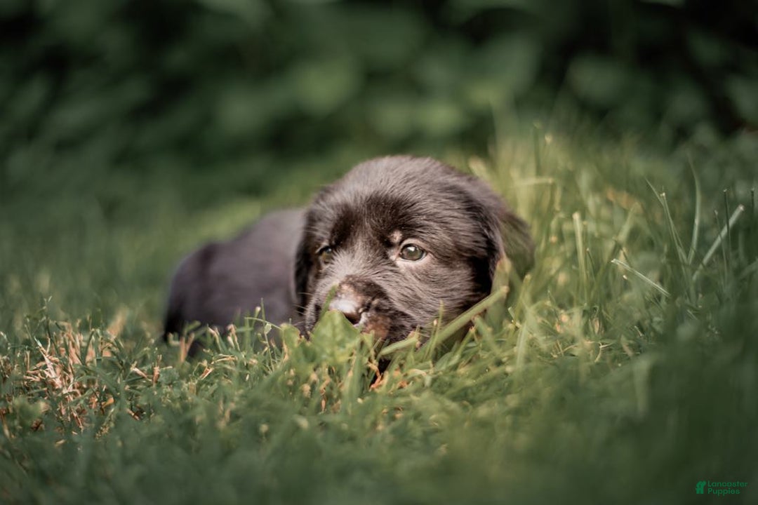 Goldador dogs for sale: Pink - Image 6