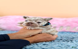 French Bulldog dogs for sale: Dante - Image 3