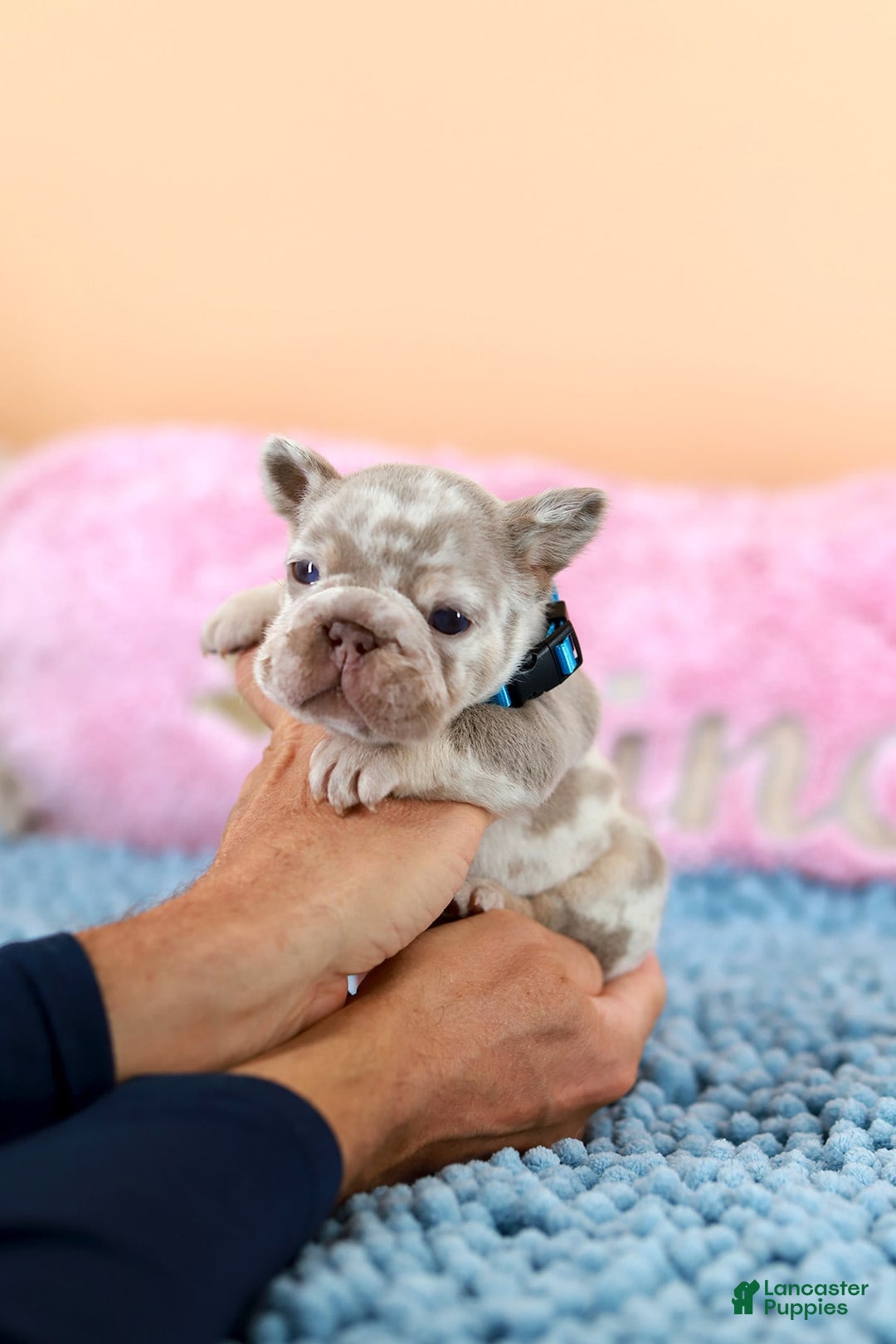 French Bulldog dogs for sale: Dante - Image 3