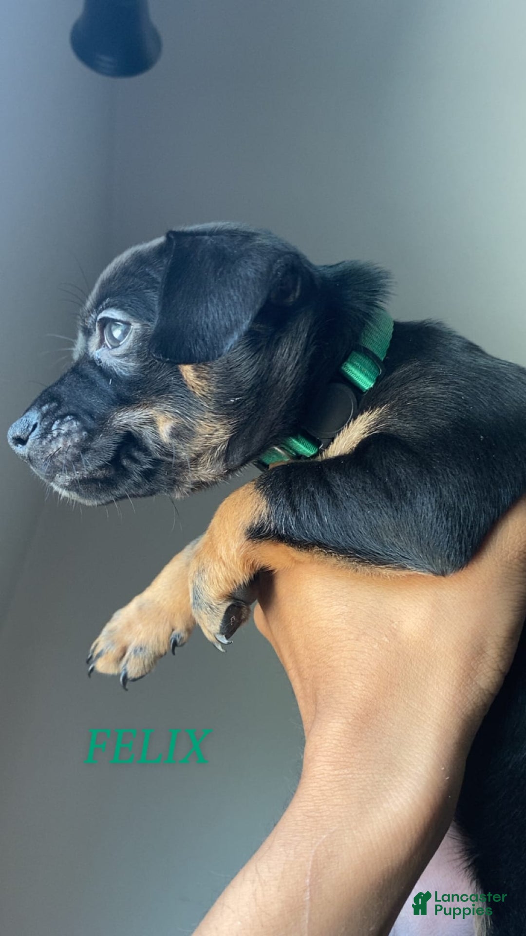 Dachshund dogs for sale: Felix - Image 2