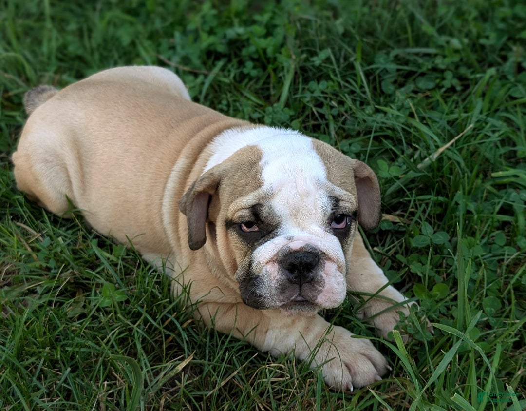 Olde English Bulldogge dogs for sale: Gillian - Image 2