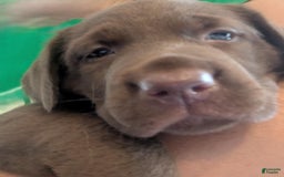 Labrador Retriever dogs for sale: Snips - Image 2