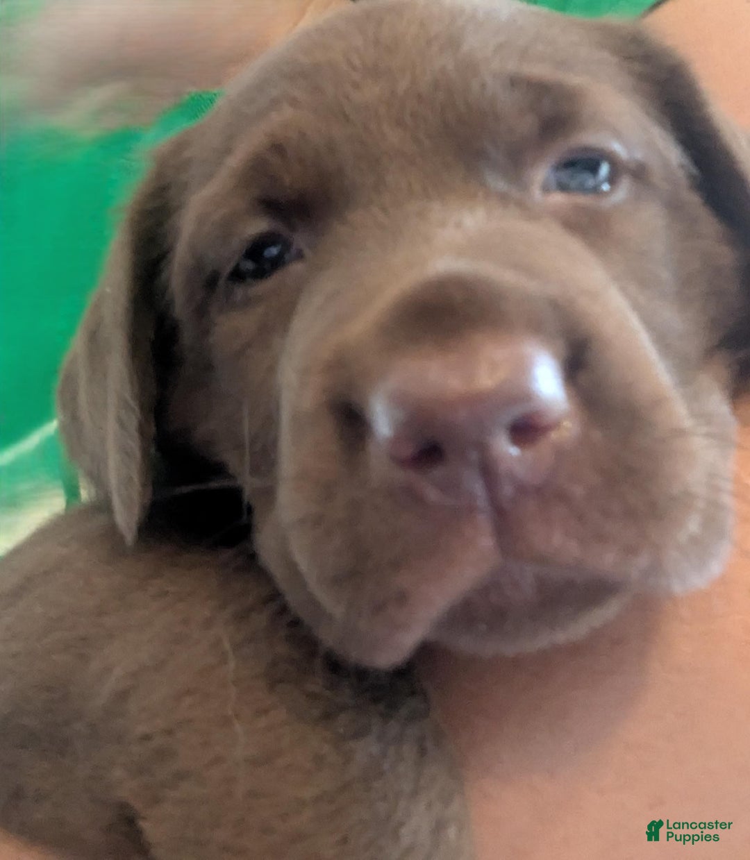 Labrador Retriever dogs for sale: Snips - Image 2