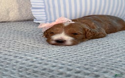 Goldendoodle dogs for sale: Charlotte - Image 17