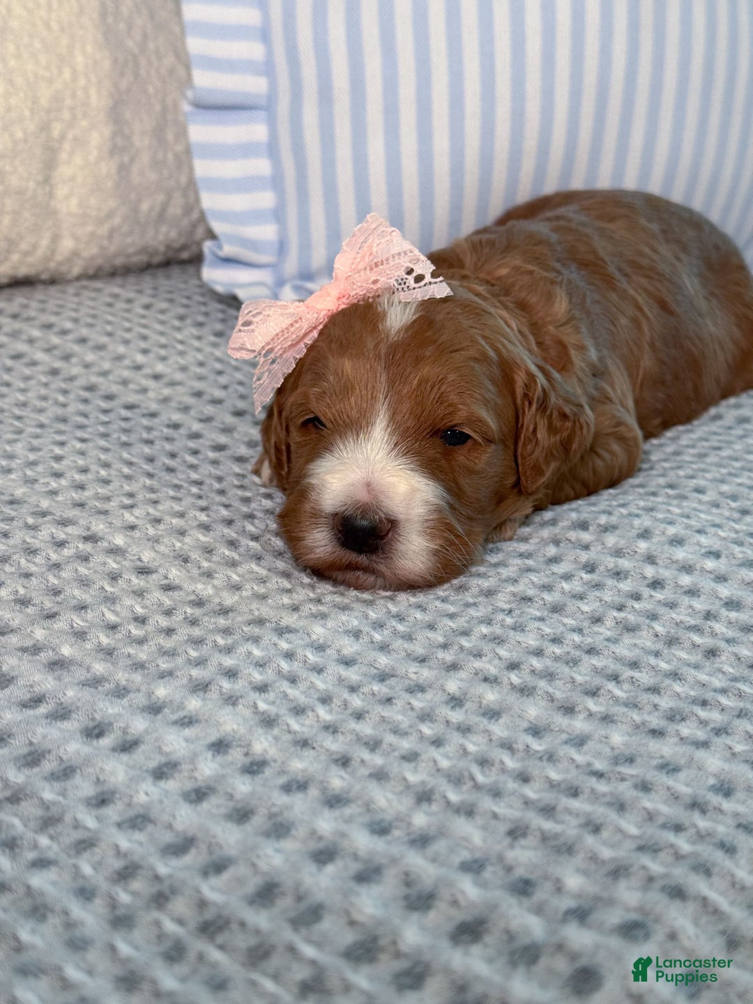 Goldendoodle dogs for sale: Charlotte - Image 17