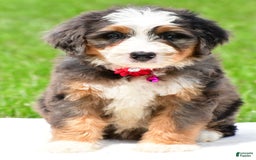 Mini Bernedoodle dogs for sale: Jade - Image 1